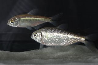 two Mexican tetra are surface-dwellers