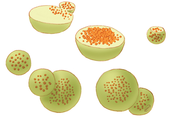 Lysosomes have powerful enzymes and acids to digest and recycle cell materials.