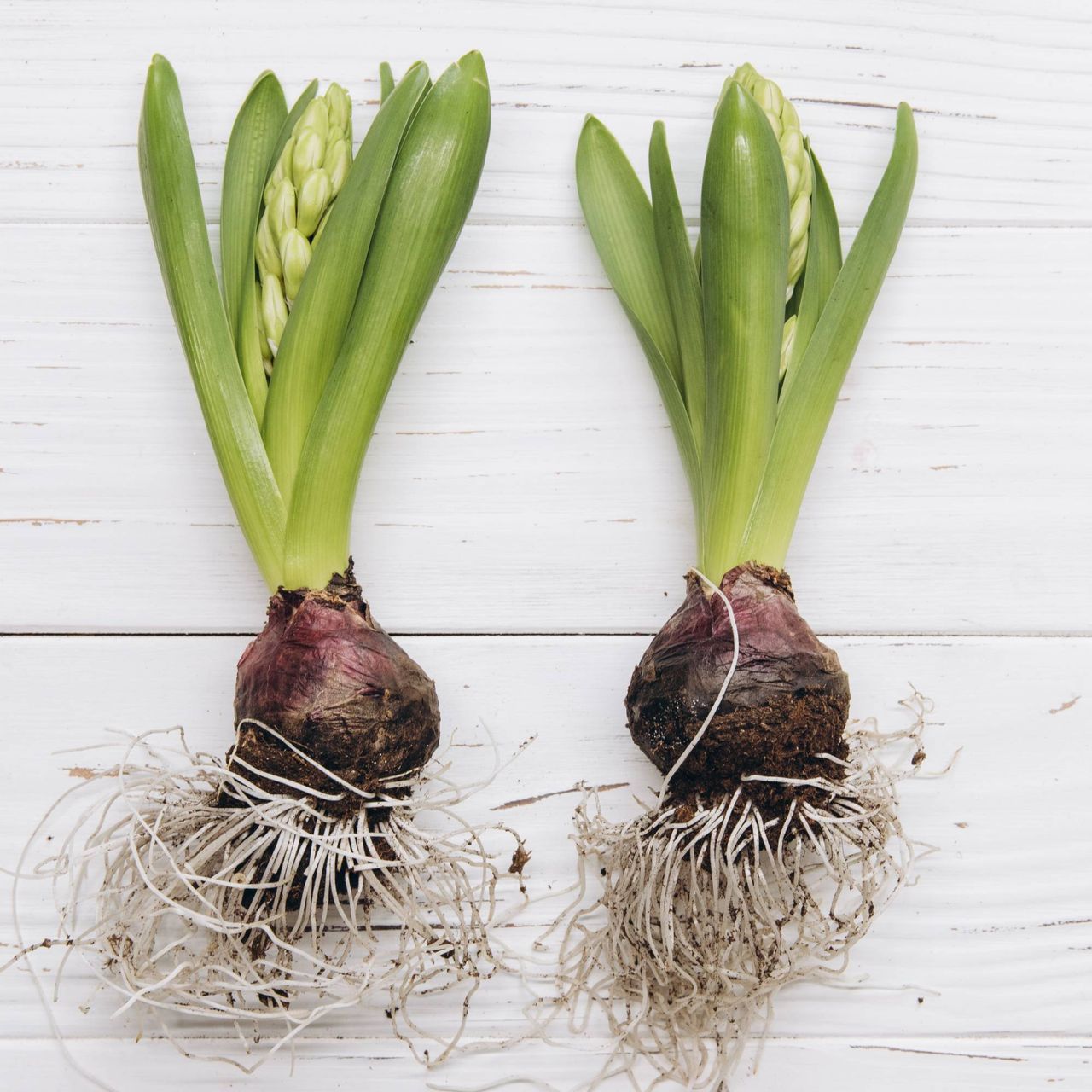 Two hyacinth bulbs with flowers just starting to emerge