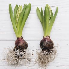 Two hyacinth bulbs with flowers just starting to emerge
