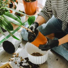 woman repotting houseplant on the floor