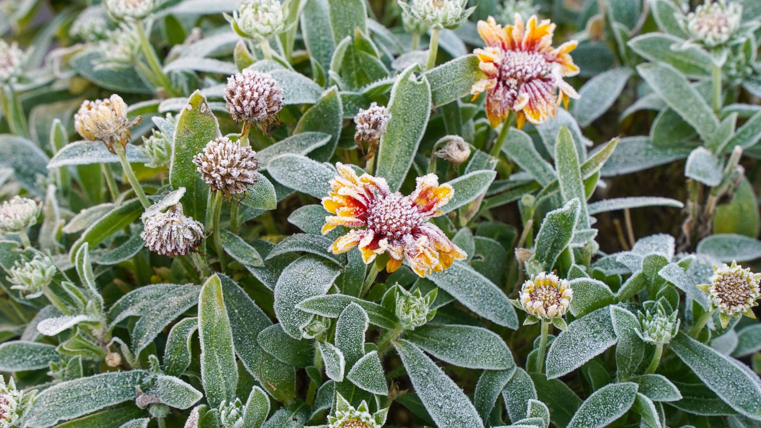 close up of plants covered in frost