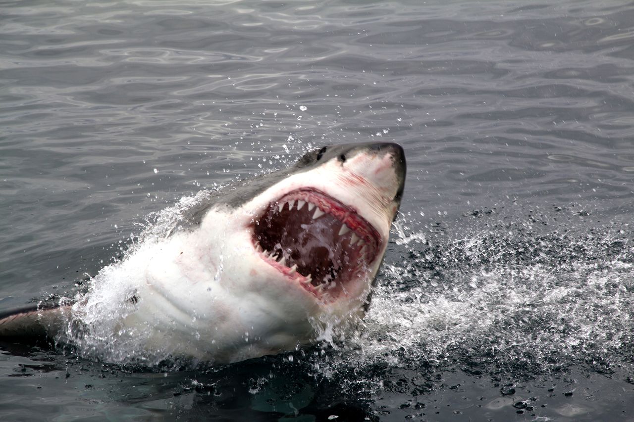 A great white shark.