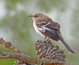 mockingbird sitting on pine cone