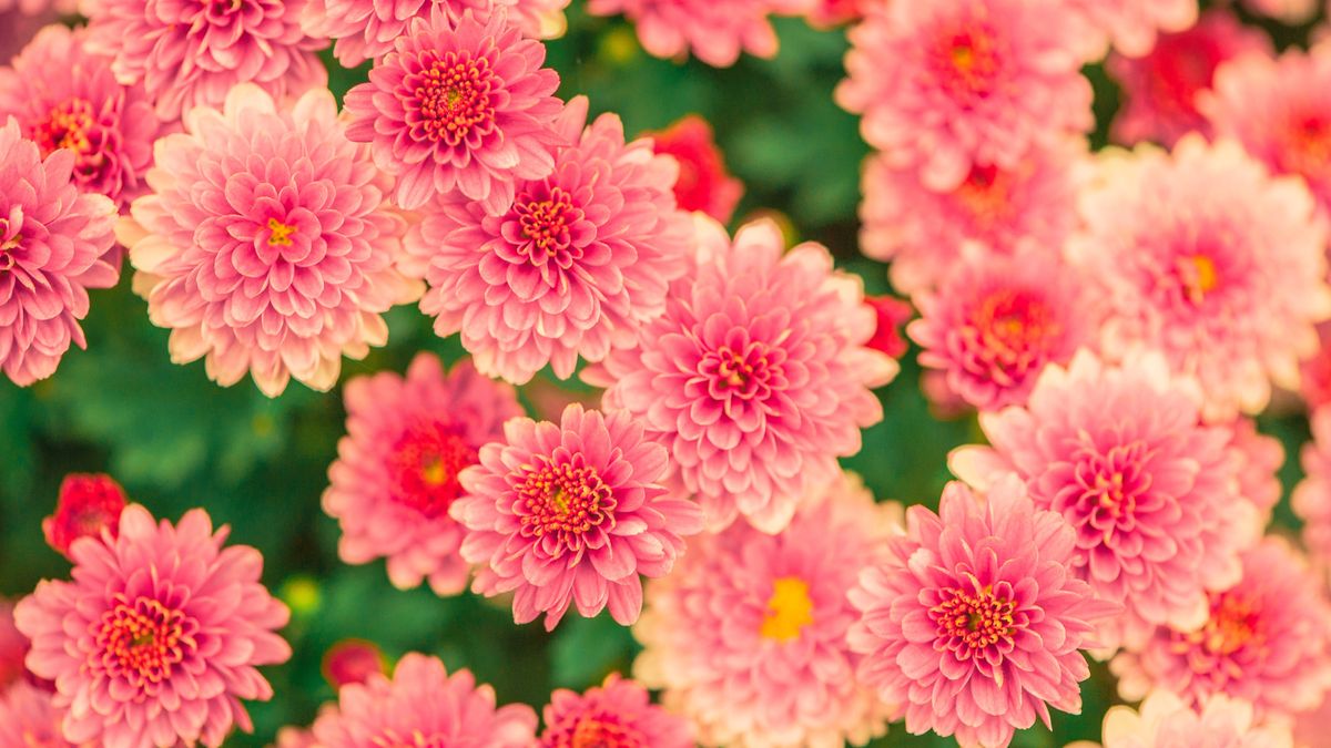 Don’t Ignore Mums in July, It's When Fall Flowers Form – Do These 5 Easy Tasks Now to Ensure Huge Autumn Blooms
