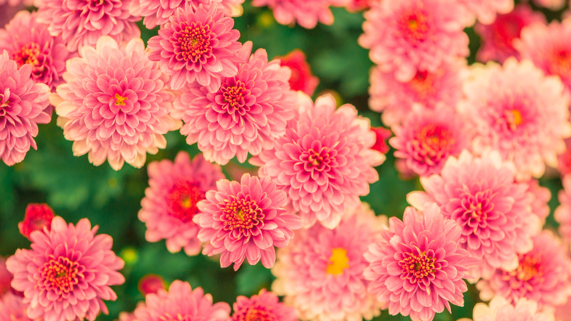 pink mum flowers
