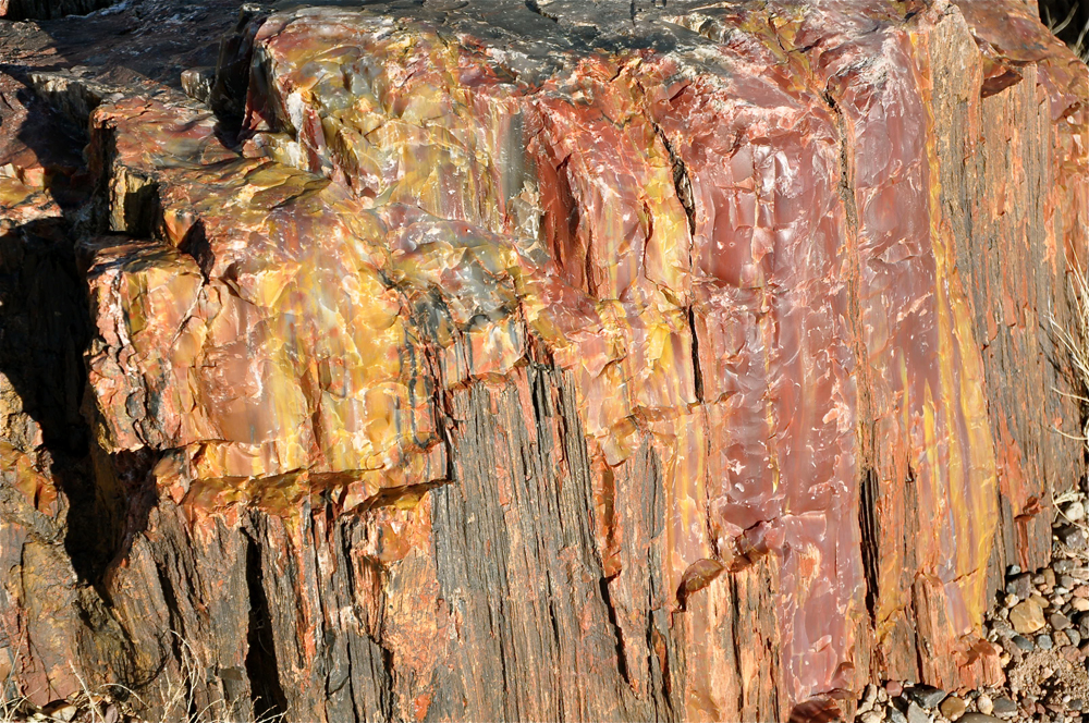 petrified forest national park, fossils