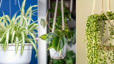 composite image of best hanging basket houseplants – spider plant, philodendron, string of pearls