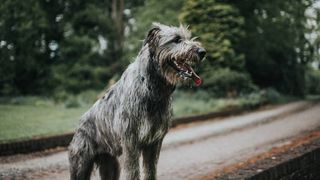 are irish wolfhound aggressive