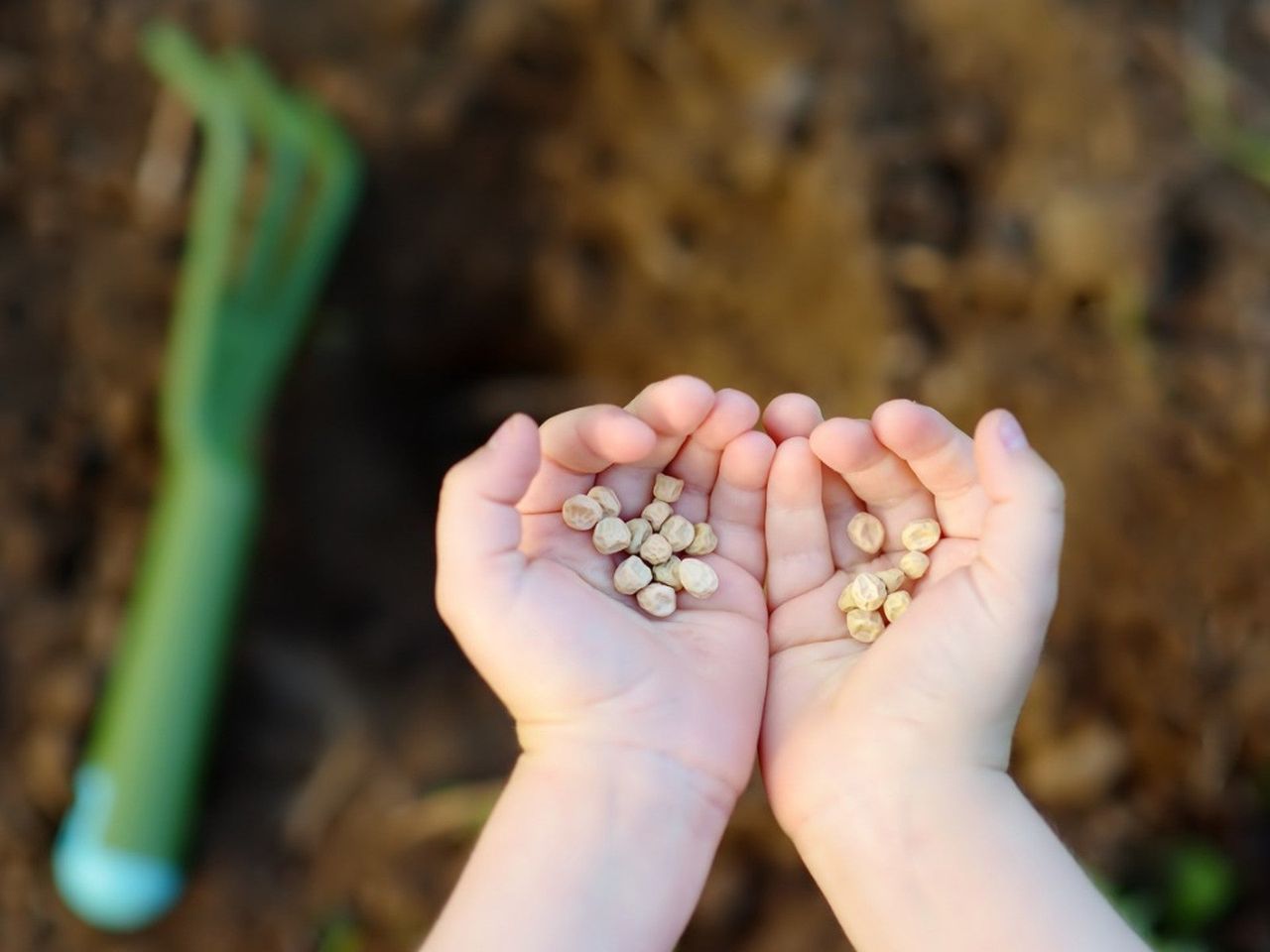 Two upturned hands hold seeds in both palms over tilled earth and a green garden tool