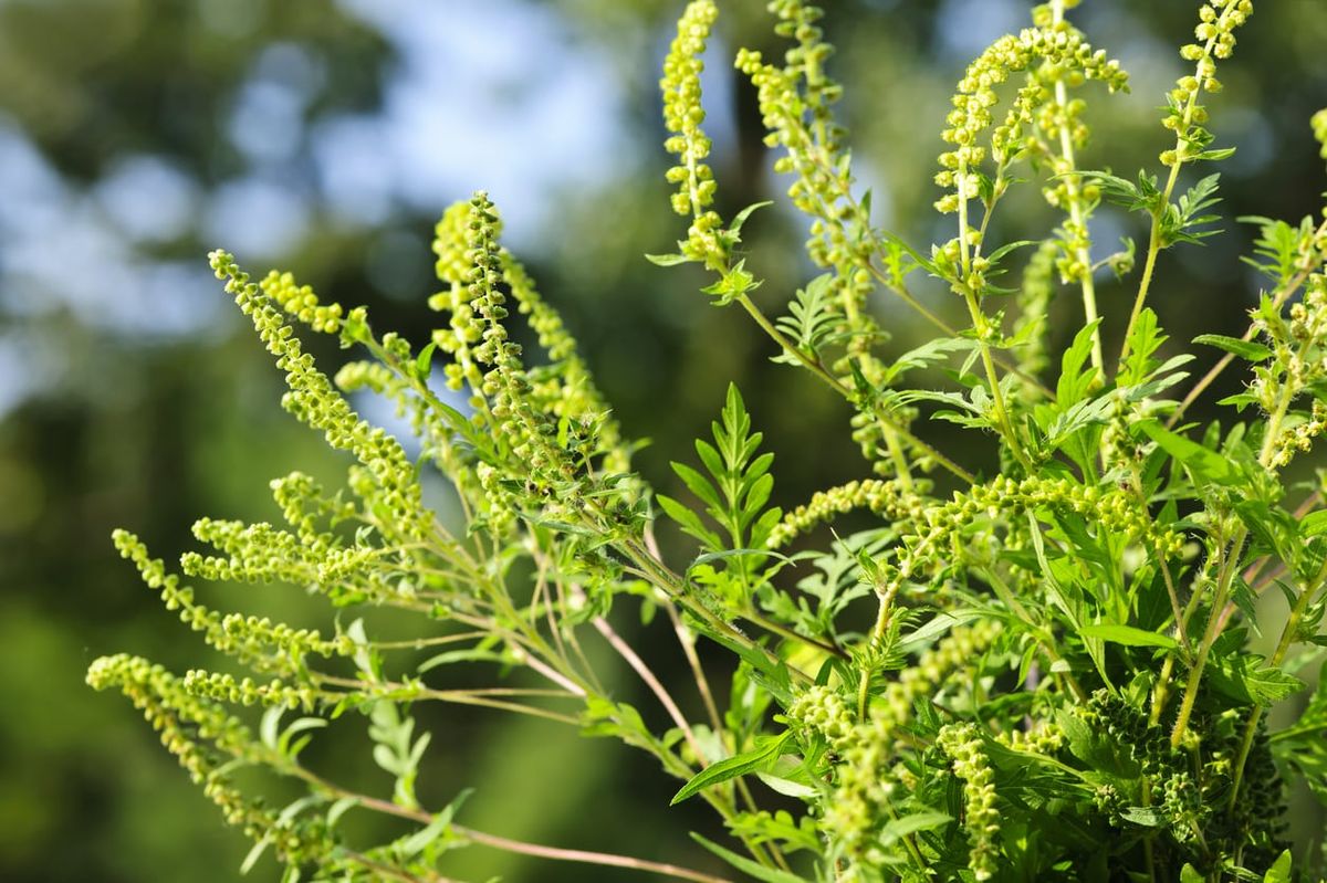 Fall Allergy Plants Learn About Plants That Cause Allergies In Autumn