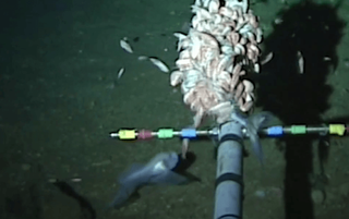 Record-breaking snailfish, deep sea life, deep sea exploration