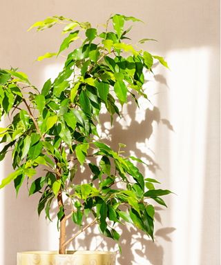 Weeping fig in ceramic pot