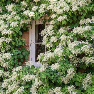 Spring Hill Nurseries White Flowering Petiolaris Climbing Hydrangea