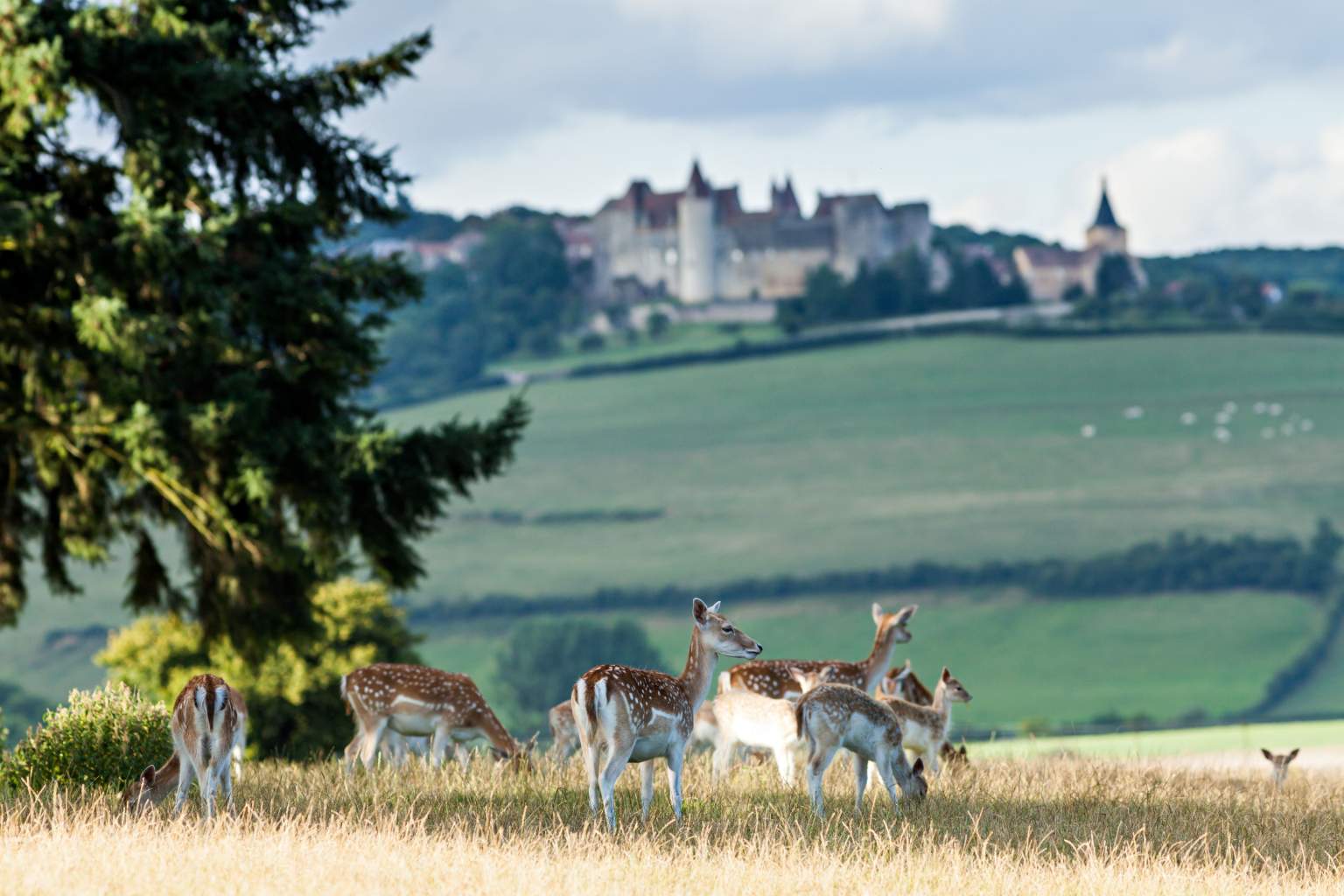 Cha&amp;#770;teau Sainte Sabine