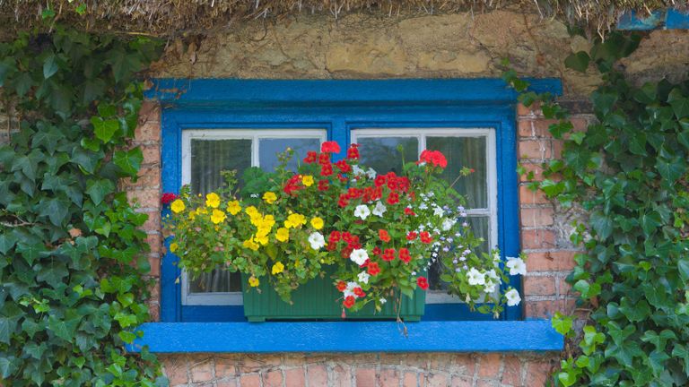 windowbox with red and yellow flowers