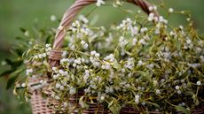 basket of mistletoe