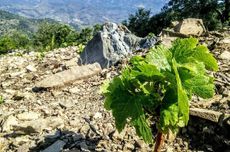 Torres wines Jefford