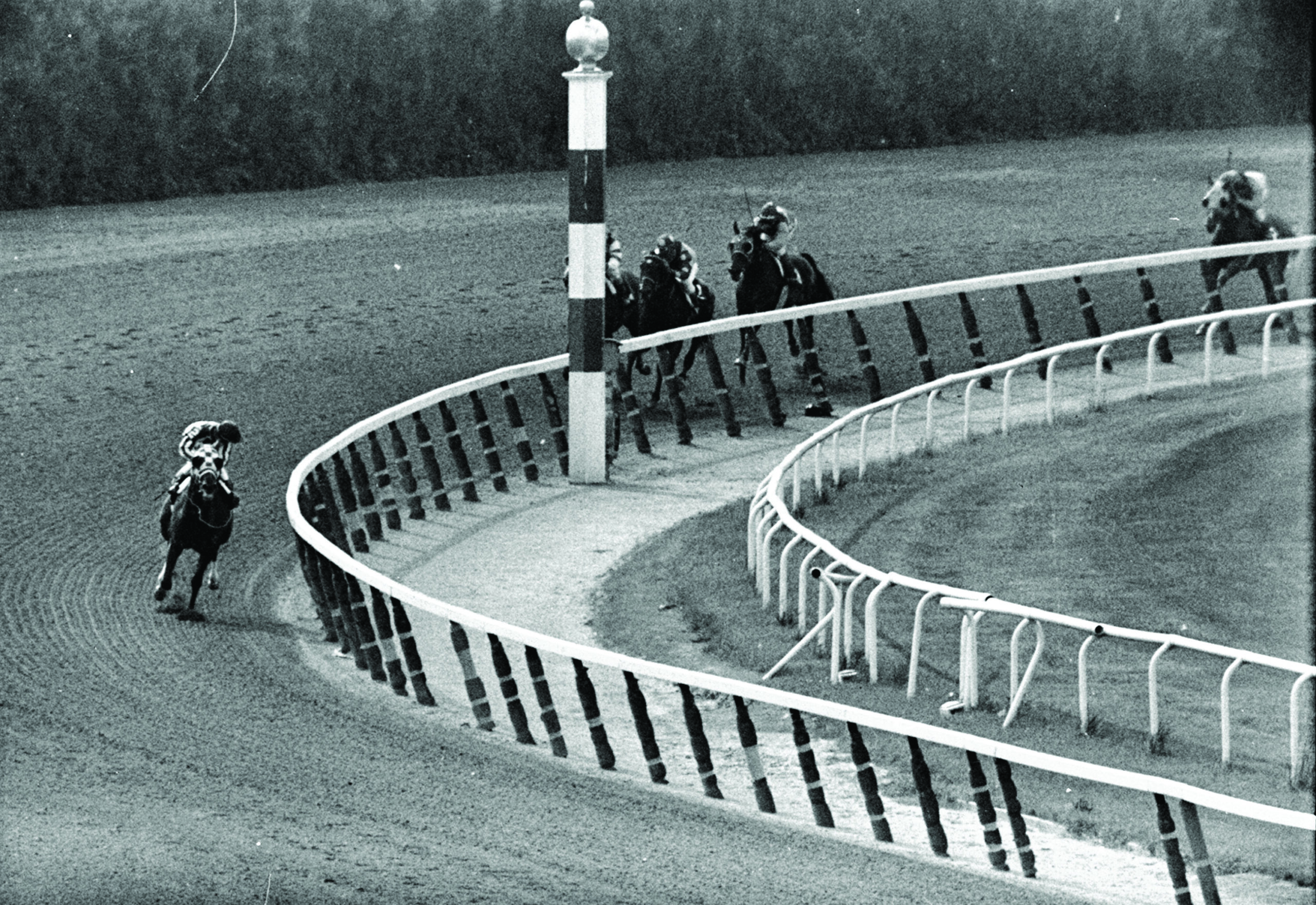 Secretariat wins the Belmont Stakes by huge margin, with jockey looking round to see how far ahead he is.