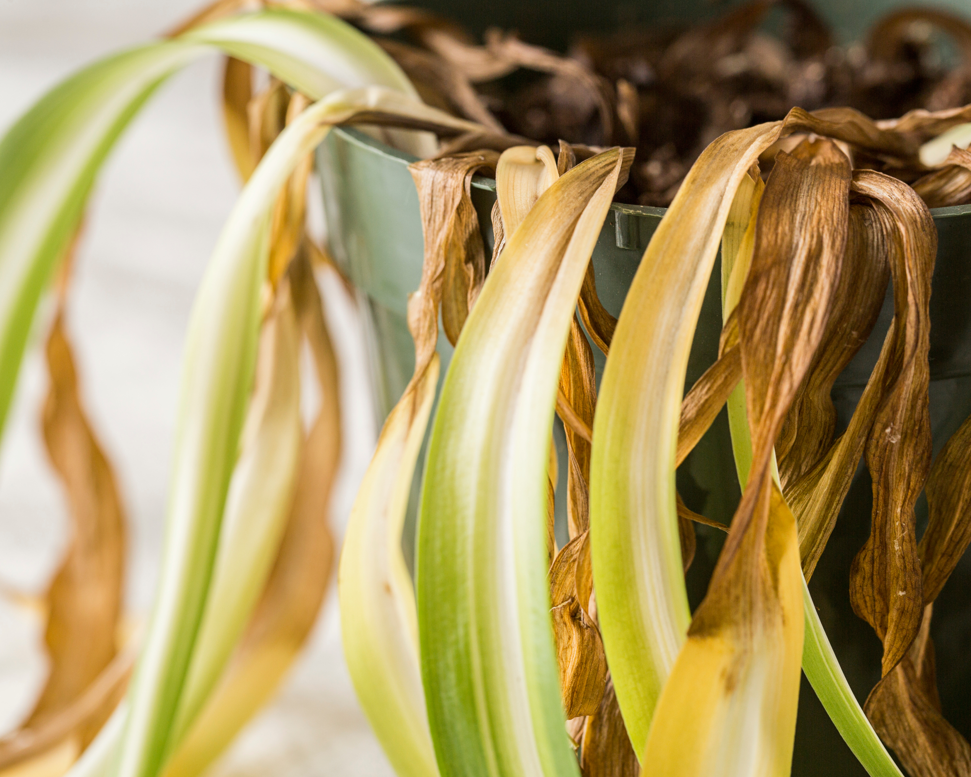 spider plant with yellow and brown leaves as a result of being overwatered