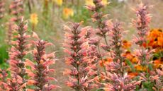 Peach coloured Agastache 'summer sunset', commonly known as hummingbird mint, blooming in a garden during summer