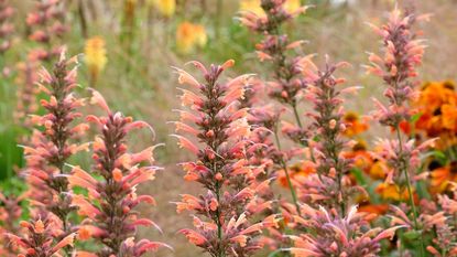 Peach coloured Agastache &#039;summer sunset&#039;, commonly known as hummingbird mint, blooming in a garden during summer