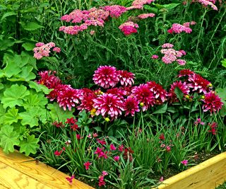 dahlias growing in raised flower bed