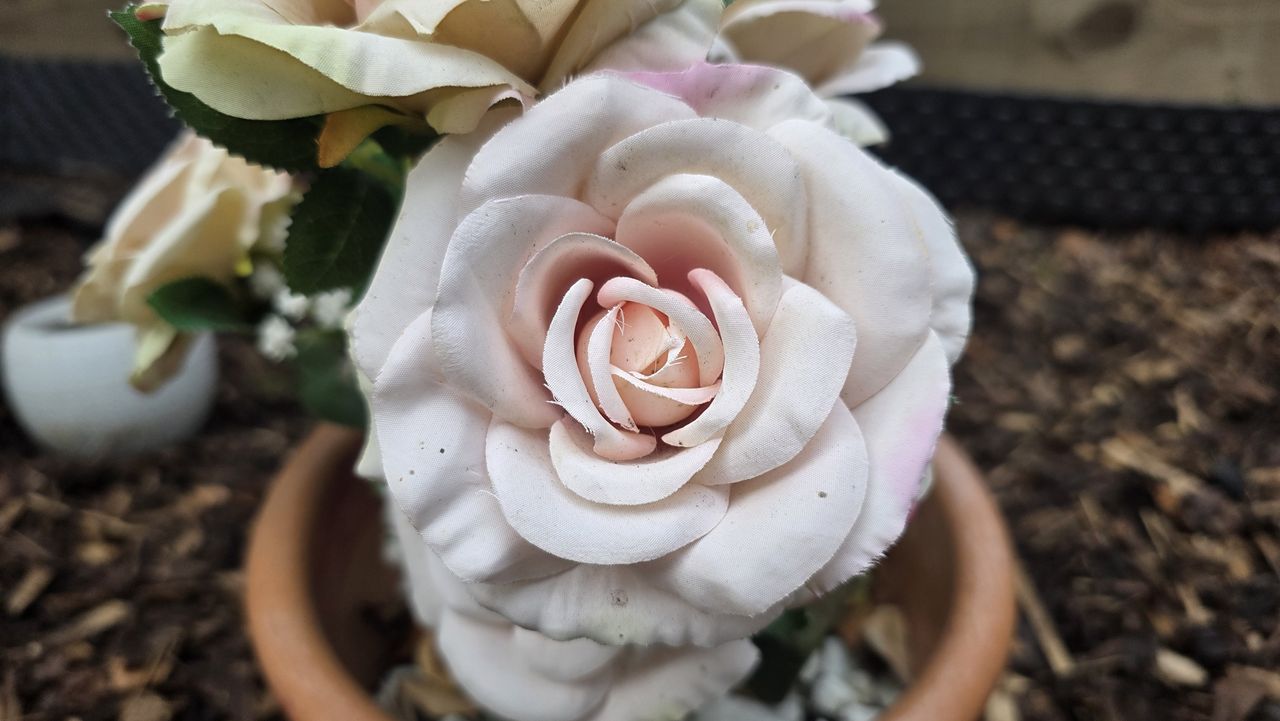 Artificial rose captured using regular camera mode