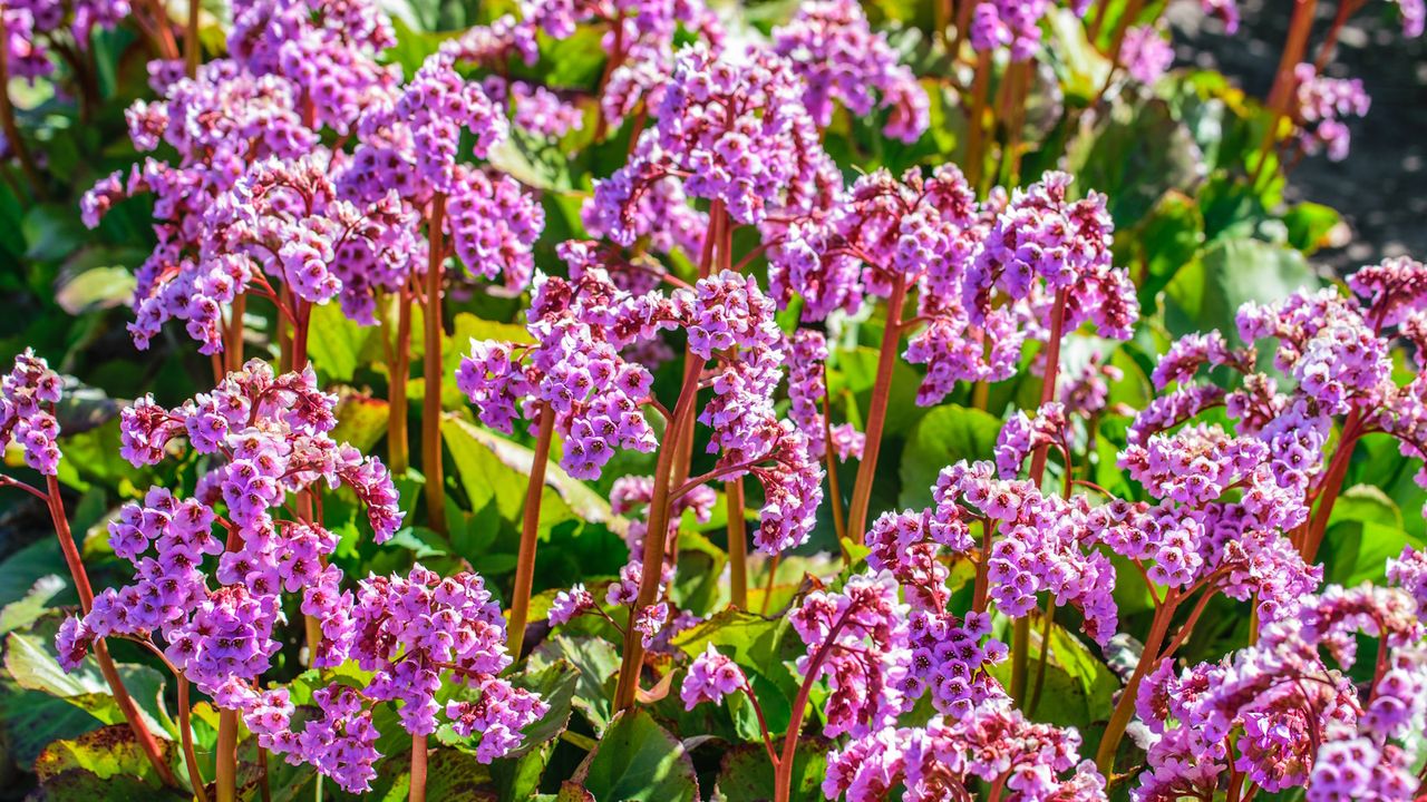 Background of pink flowers of frankincense, Bergenia crassifolia