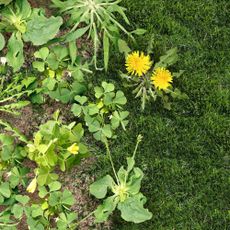 Weeds growing in garden bed and lawn