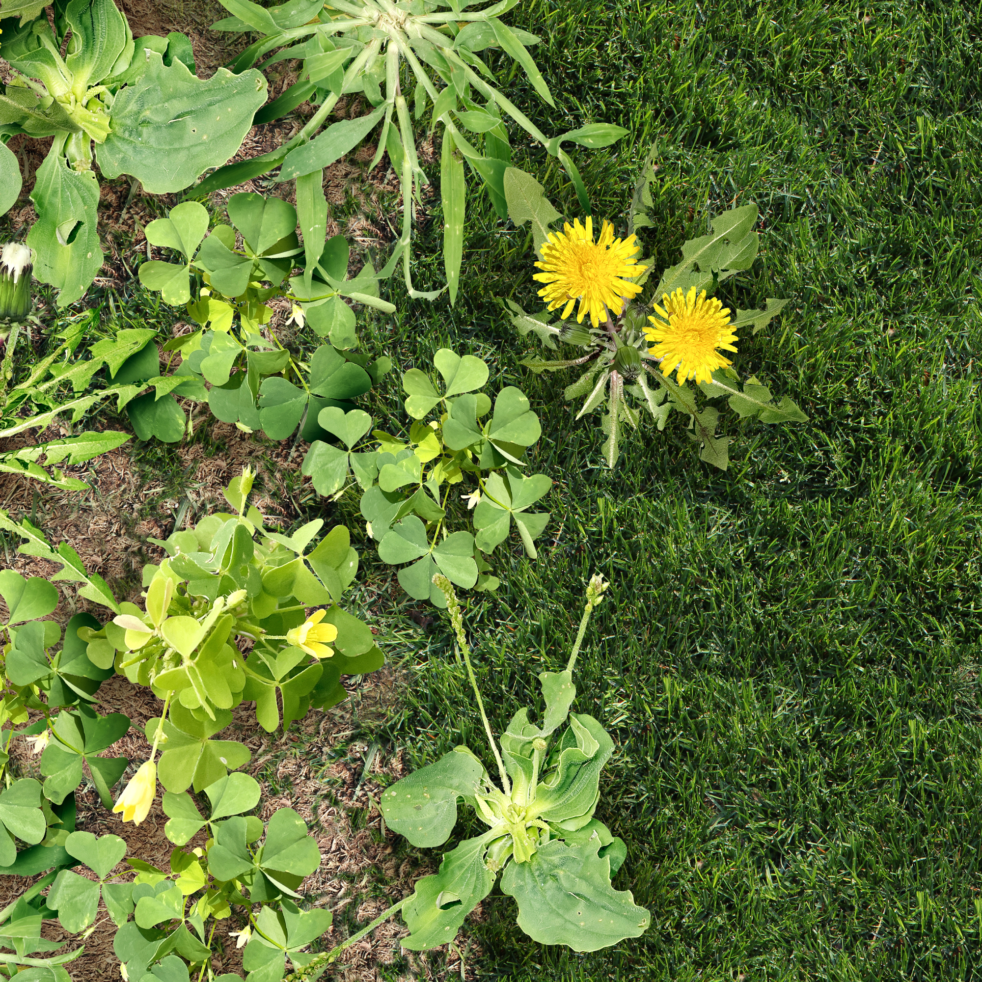 Weeds growing in garden bed and lawn