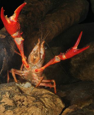 Louisiana crayfish are traveling across North America for use in science lessons. 