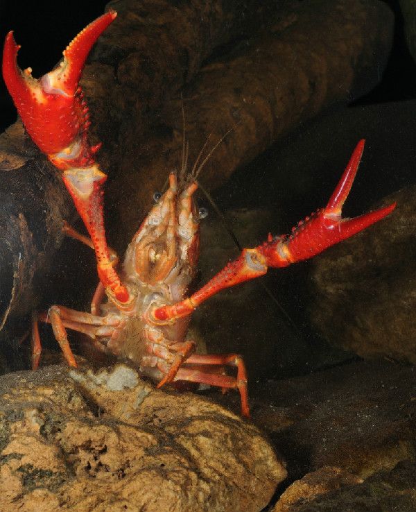 Louisiana crayfish are traveling across North America for use in science lessons. 