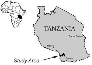 Tanzania map of dinosaur collection.