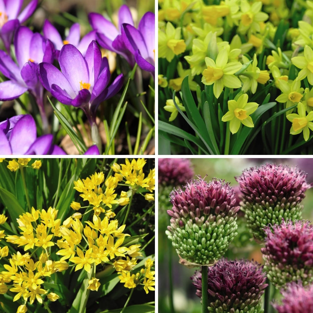 Spring Flowering Bulb Bonanza Collection