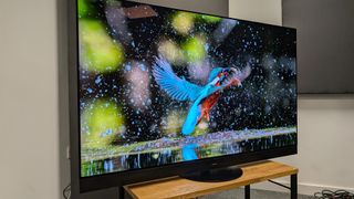 Panasonic Z95A 65-inch MLA OLED TV slight angle with colourful bird on screen