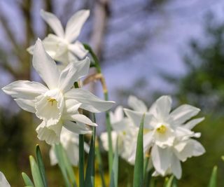 daffodil thalia