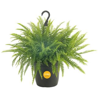 Boston fern from Costa Farms in hanging plant pot