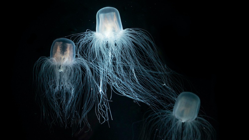 A trio of immortal jellyfish swimming in the ocean.
