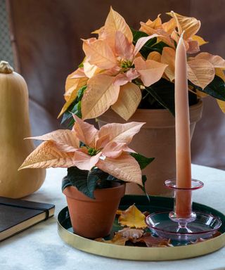 two pink poinsettias in terracotta pots with candle