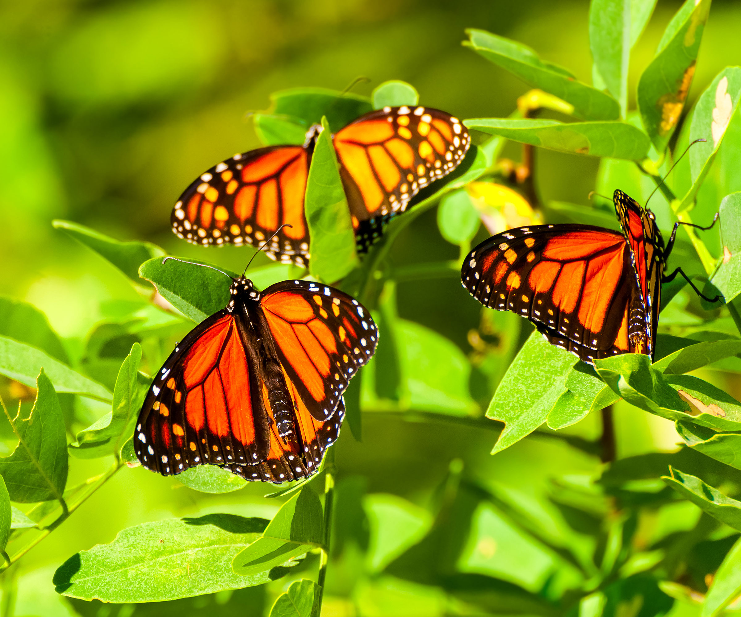 monarch butterfly on sumac shrub