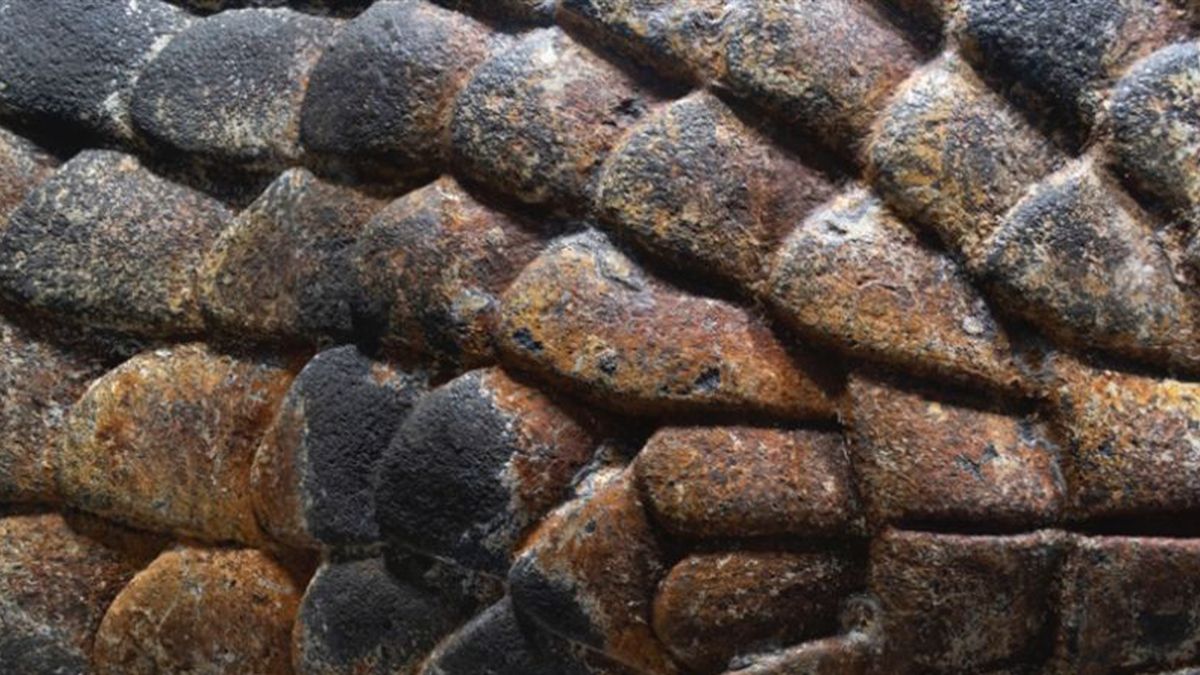 Earthquake reveals giant Aztec snakehead HwimfW6S4qKeh9zWiuKB9j-1200-80