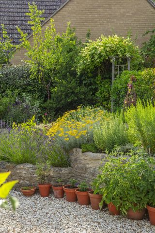 herbs planted in pots and a dedicated area of a cottage garden