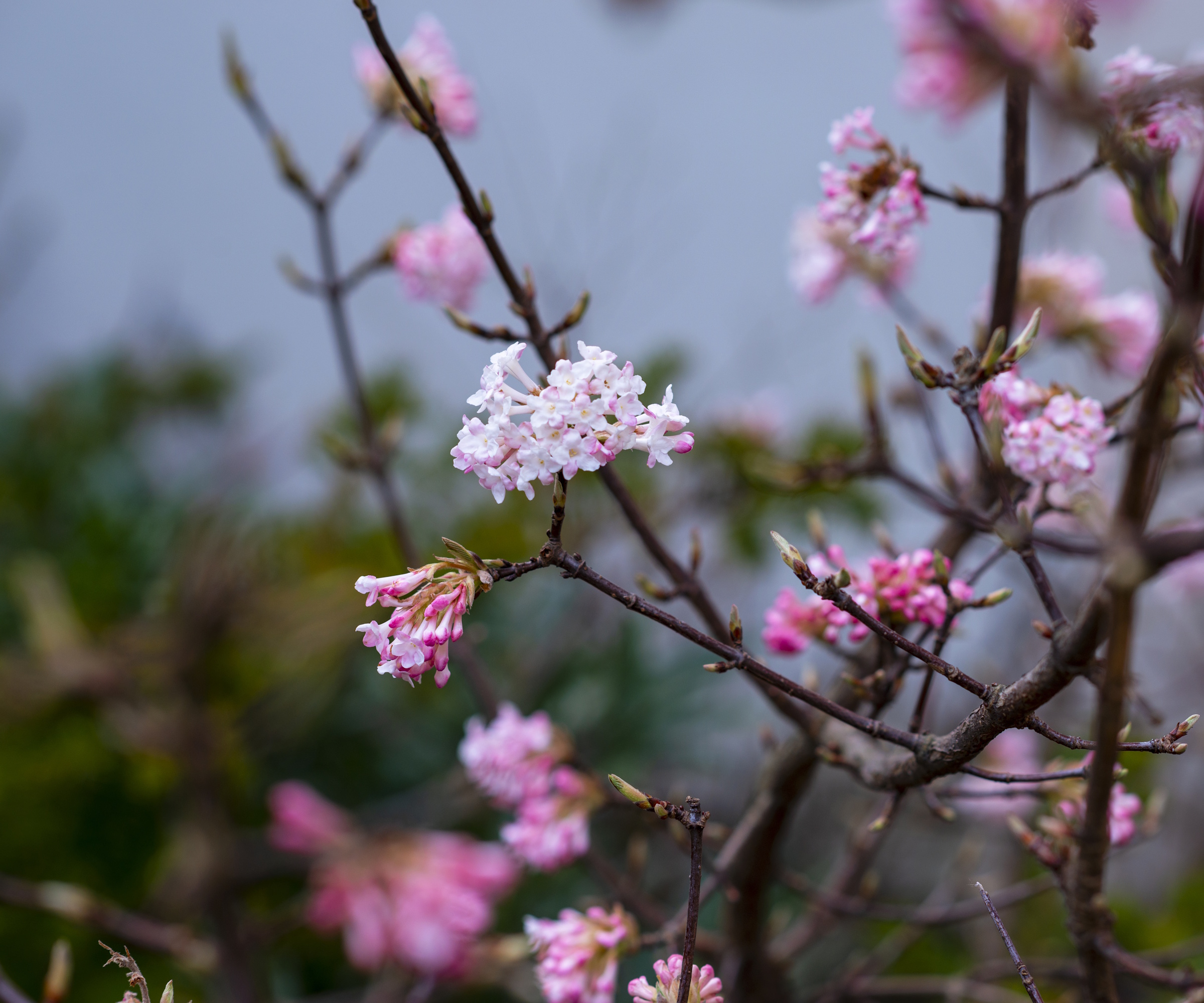 Bare branches with pink clusters of flowers on a dark sky background