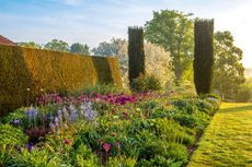 Camassia ‘Electra’ and Allium ‘Purple Sensation’ provide a colourful warm-up act for the herbaceous perennials. Pettifers, Oxfordshire. ©Clive Nichols Garden Pictures