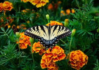 marigolds with a butterfly on them