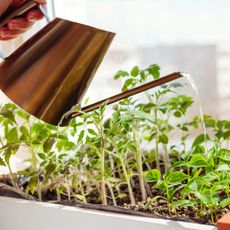 woman's hand watering seedlings on a windowsill