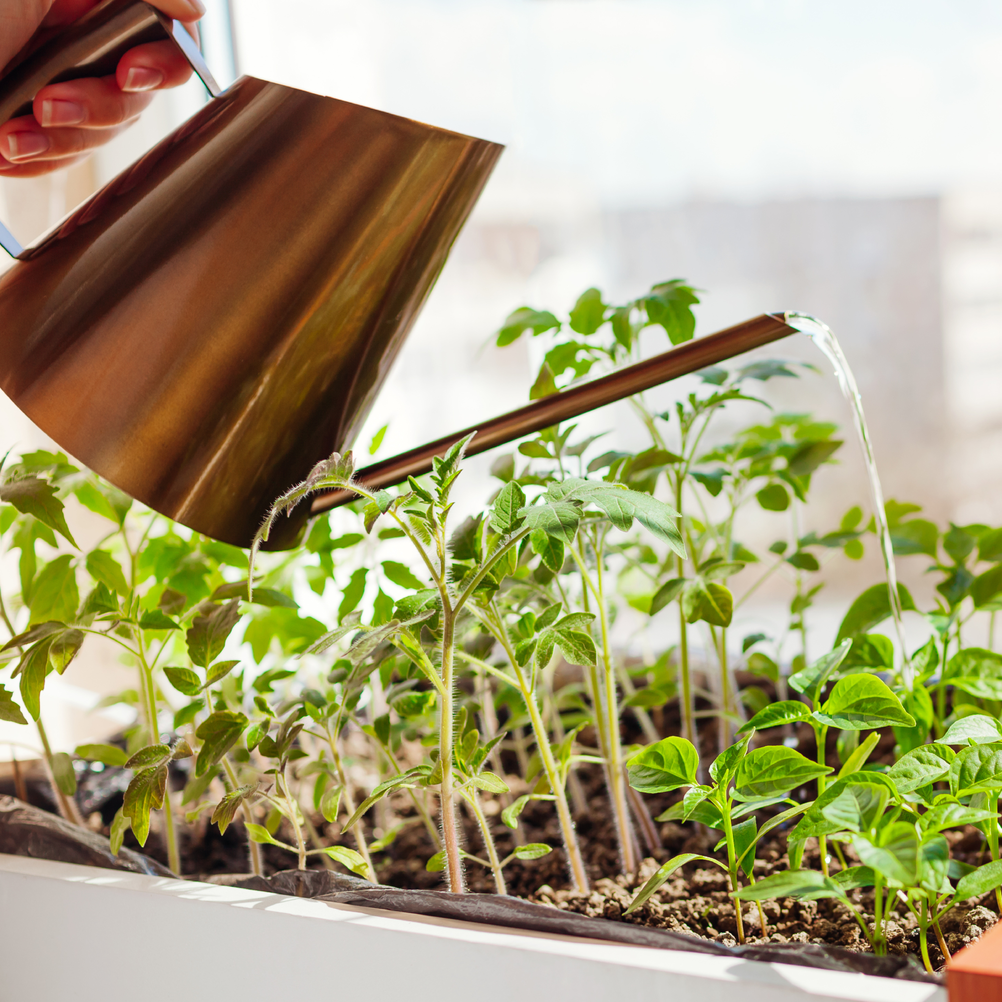 woman's hand watering seedlings on a windowsill
