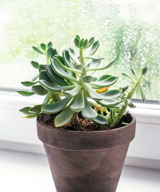 a potted succulent on a windowsill