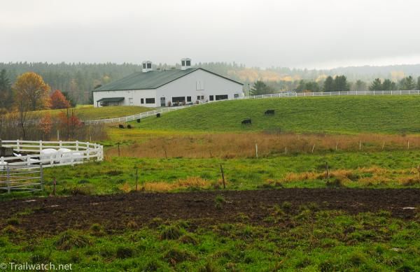 Pineland Farm was damp and foggy today.